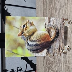 4x6 Cute Chipmunk Eating‎ Photography Art Print